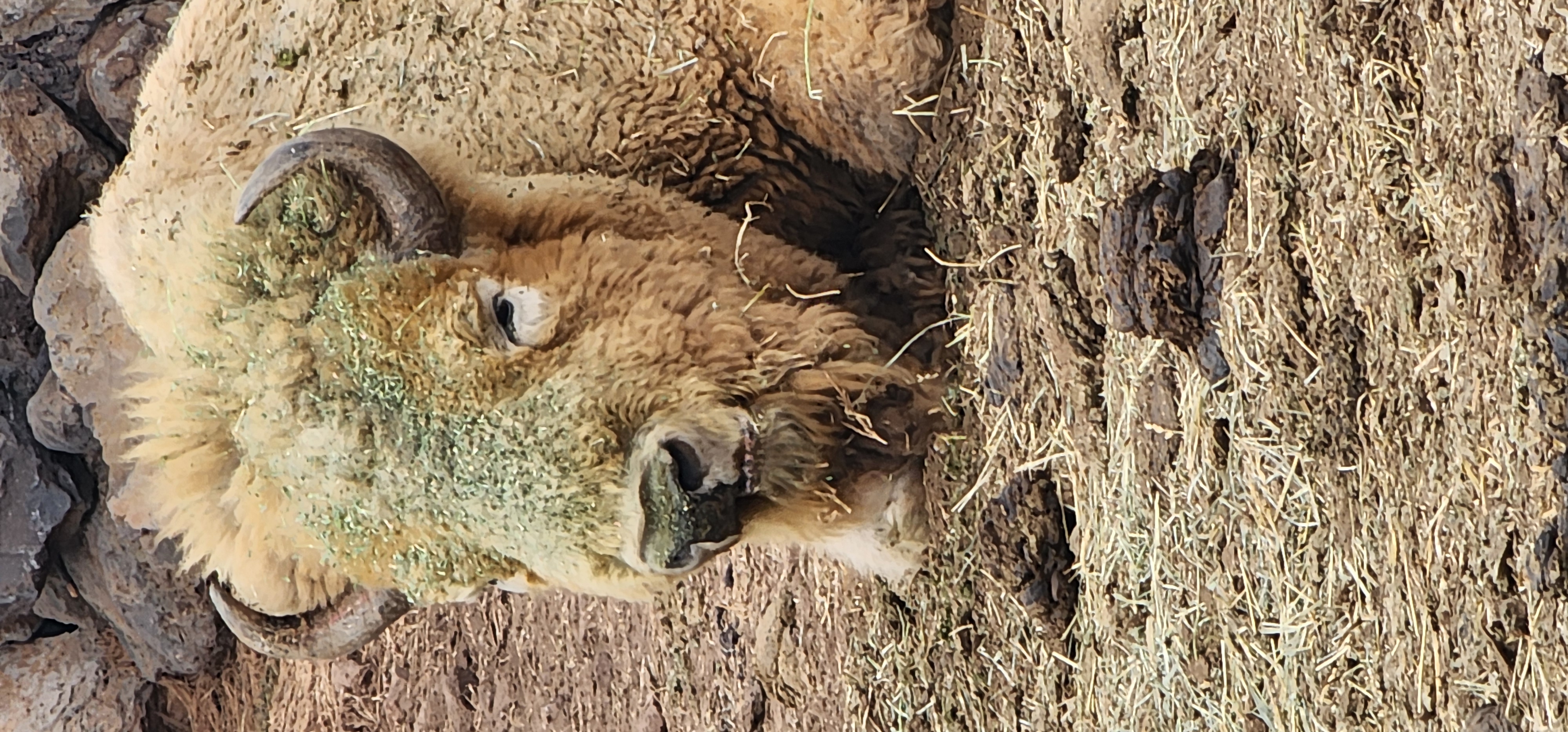 White Bison at Bearizona